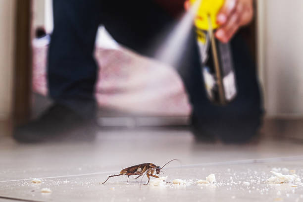 Professional Pest Control in Caribou, ME